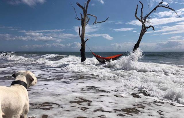 Backpackers * Gladstone